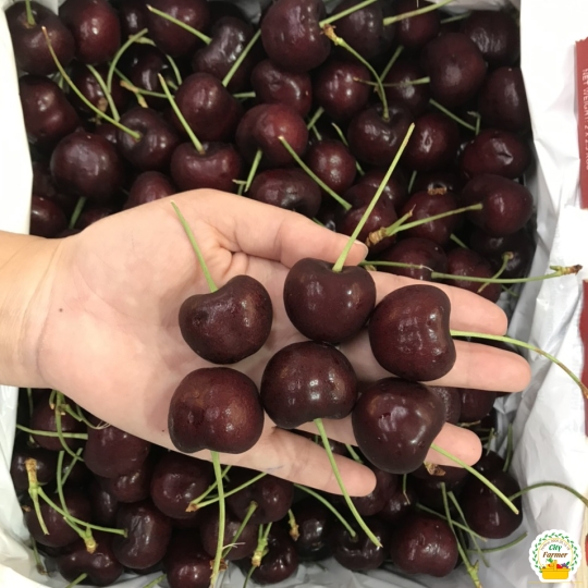 Cherry mỹ size 10