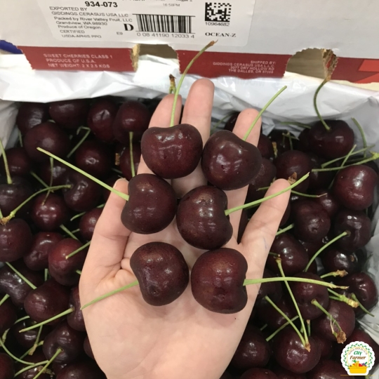 Cherry mỹ size 10