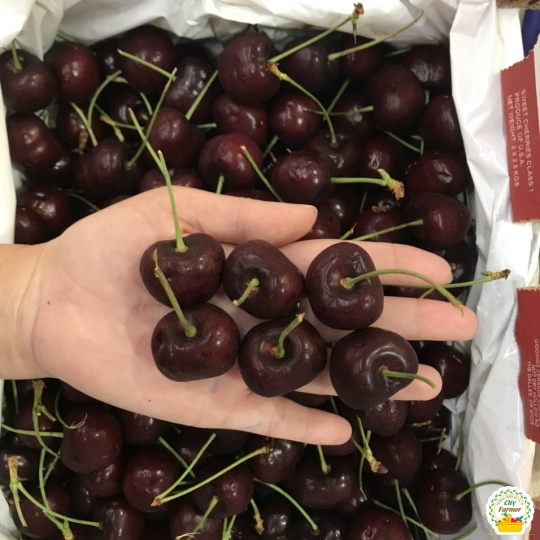 Cherry mỹ size 10